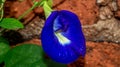 Beautiful closeup of Asian pigeonwings flower.