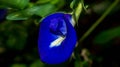 Beautiful closeup of Asian pigeonwings flower.