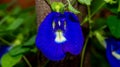 Beautiful closeup of Asian pigeonwings flower.