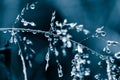 Beautiful closeup of a bent grass on a natural background after the rain with water droplets in blue monochrome tone.