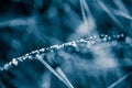 Beautiful closeup of a bent grass on a natural background after the rain with water droplets in blue monochrome tone.