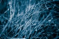 Beautiful closeup of a bent grass on a natural background after the rain with water droplets in blue monochrome tone.