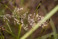 Beautiful closeup of a bent grass on a natural background after the rain with water droplets. Royalty Free Stock Photo