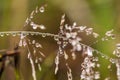 Beautiful closeup of a bent grass on a natural background after the rain with water droplets. Royalty Free Stock Photo