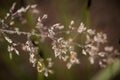 Beautiful closeup of a bent grass on a natural background after the rain with water droplets. Royalty Free Stock Photo