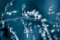 Beautiful closeup of a bent grass on a natural background after the rain with water droplets. Royalty Free Stock Photo