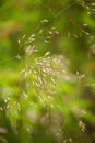 Beautiful closeup of a bent grass on a natural background after the rain with water droplets. Royalty Free Stock Photo