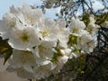 Beautiful closeup blossoms of white blooming cherry tree. Springtime nature. Royalty Free Stock Photo