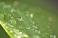 Beautiful closeup blurry view of green super hydrophobic spring garden tulip leaves with water drops of morning dew, Dublin Royalty Free Stock Photo