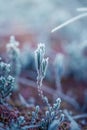 A beautiful closeup of a bog rosemary with ice crystals. SMall wetland plant in a chilly morning in autumn. Frozen Andromeda polif Royalty Free Stock Photo