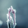 A beautiful closeup of a bog rosemary with ice crystals. SMall wetland plant in a chilly morning in autumn. Frozen Andromeda polif Royalty Free Stock Photo