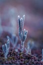 A beautiful closeup of a bog rosemary with ice crystals. SMall wetland plant in a chilly morning in autumn. Frozen Andromeda polif Royalty Free Stock Photo