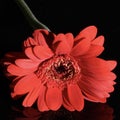 Beautiful bright closeup macro spring flower red daisy Royalty Free Stock Photo