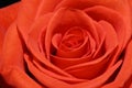 Beautiful bright closeup macro spring flower orange red rose Royalty Free Stock Photo