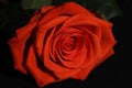 Beautiful bright closeup macro spring flower orange red rose Royalty Free Stock Photo