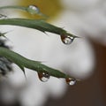 Beautiful bright closeup macro white daisy water drop Royalty Free Stock Photo