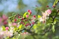 Beautiful closeup bright view of white and pink spring crab apple Malus Sylvestris blossoms Royalty Free Stock Photo