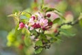 Beautiful closeup bright view of white and pink spring crab apple Malus Sylvestris blossoms Royalty Free Stock Photo