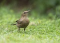 Beautiful Closeup of Brown rock chat in garden Royalty Free Stock Photo