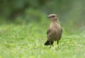 Beautiful Closeup of Brown rock chat in garden Royalty Free Stock Photo