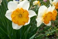 Beautiful closeup of a bush of blossoming yellow daffodils on a meadow Royalty Free Stock Photo