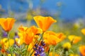 Beautiful Closeup of California Poppy Flowers