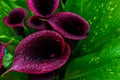 Beautiful closeup of Calla Lily Night Cap, dramatic-looking. Drops on a leaves after rain. Royalty Free Stock Photo