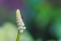 A beautiful closeup of a cluster of tiny cream colored flowers, with a fly perched upon it.