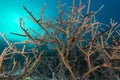 Beautiful closeup of a coral called Hyacinth Birdsnest under the water Royalty Free Stock Photo