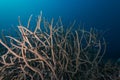 Beautiful closeup of a coral called Hyacinth Birdsnest under the water Royalty Free Stock Photo