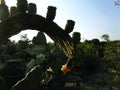 Beautiful closeup curved prickly pear pad with fruit and flowers