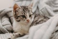 Beautiful closeup cute cat, resting in a comfortable cozy warm way. Winter mood represented by a sweet domestic feline. Cozy cat