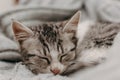 Beautiful closeup cute cat, resting in a comfortable cozy warm way. Winter mood represented by a sweet domestic feline. Cozy cat