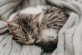 Beautiful closeup cute cat, resting in a comfortable cozy warm way. Winter mood represented by a sweet domestic feline. Cozy cat