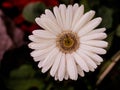 Closeup Daisy Flower white color with dark green background