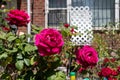 Dark Pink Roses during Spring in a Home Garden in Astoria Queens New York Royalty Free Stock Photo