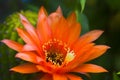 Closeup Echinopsis orange Cactus flower blooming Kfar Glikson Israel Royalty Free Stock Photo