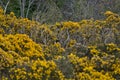 Beautiful closeup evening view of old dry tree branches and Eurasian magpie Pica pica sitting on wild yellow gorse Ulex Royalty Free Stock Photo