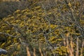 Beautiful closeup evening view of old dry tree branches and yellow gorse Ulex wild flowers growing everywhere in Ireland Royalty Free Stock Photo