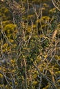 Beautiful closeup evening view of old dry tree branches and yellow gorse Ulex wild flowers growing everywhere in Ireland Royalty Free Stock Photo