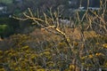 Beautiful closeup evening view of old dry tree branches and yellow gorse Ulex wild flowers growing everywhere in Ireland Royalty Free Stock Photo