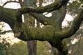 Beautiful closeup evening view of old mossy oak Quercus tree branches growing in Killiney Hill Park, Dublin, Ireland