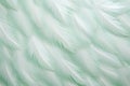 Beautiful closeup feather background in turquoise blue and teal colors Royalty Free Stock Photo