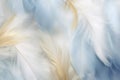 Beautiful closeup feather background in light blue and gold colors. Macro texture Royalty Free Stock Photo