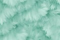 Beautiful closeup feather background in turquoise blue and teal colors Royalty Free Stock Photo