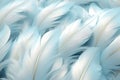 Beautiful closeup feather background in turquoise blue and teal colors Royalty Free Stock Photo