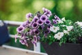 Beautiful Closeup of flower of a growing and climbing spring pea on a balcony in the sun light. Self made by a home gardener Royalty Free Stock Photo