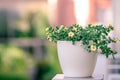 Beautiful Closeup of flower of a growing and climbing spring pea on a balcony in the sun light. Self made by a home gardener Royalty Free Stock Photo