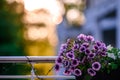 Beautiful Closeup of flower of a growing and climbing spring pea on a balcony in the sun light. Self made by a home gardener Royalty Free Stock Photo