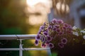 Beautiful Closeup of flower of a growing and climbing spring pea on a balcony in the sun light. Self made by a home gardener Royalty Free Stock Photo